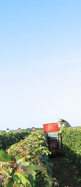 Champagne 2007 Vendanges - Harvest - transport des raisins - cagettes en petit chenillard